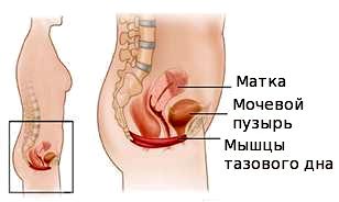 строение малого таза: матка, мочевой пузырь, мышцы тазового дна