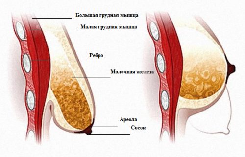 тубулярная и нормальная женская грудь